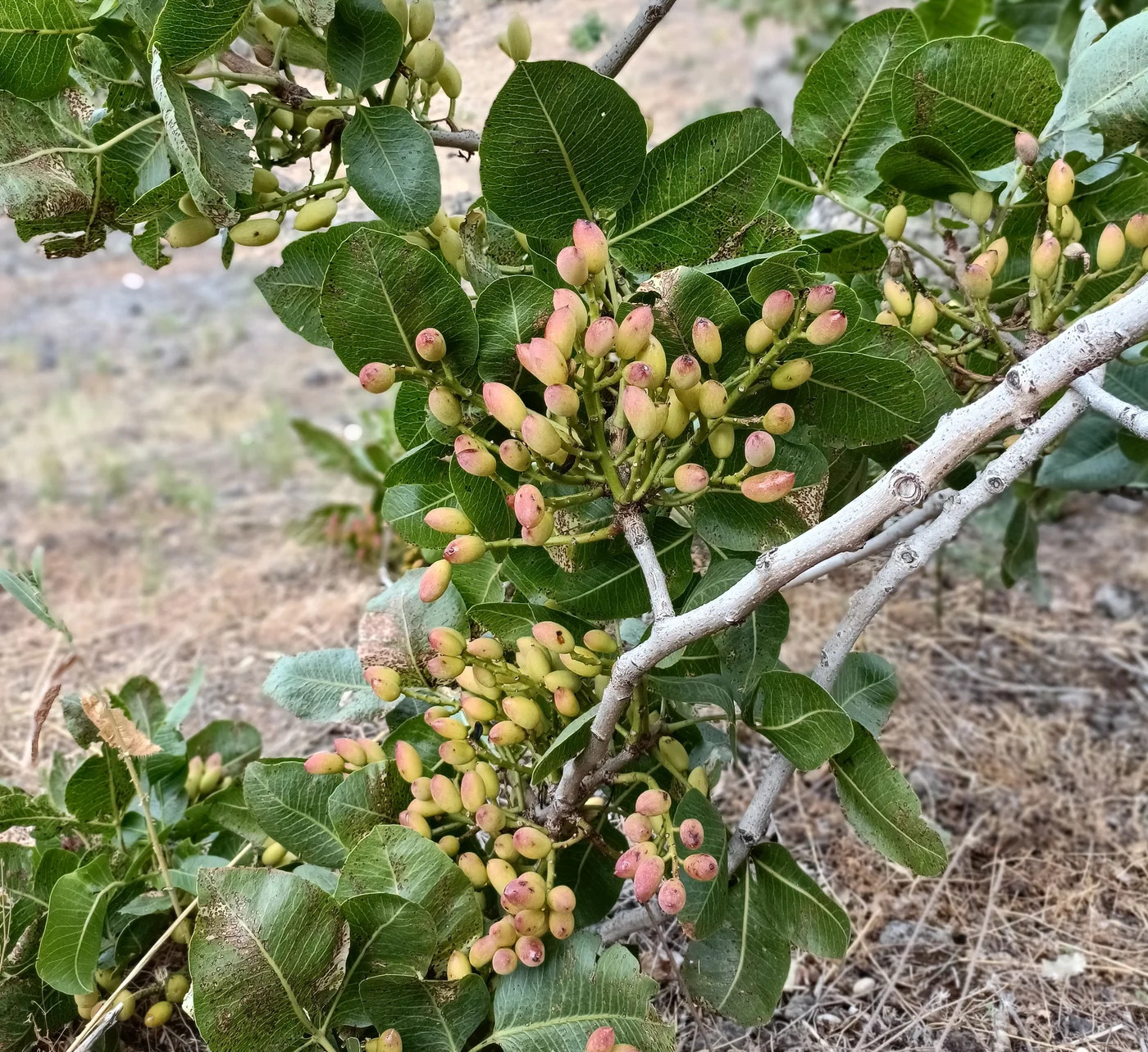 Pistacchio verde di Bronte